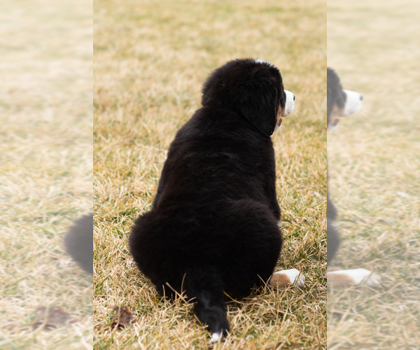 Medium Photo #47 Bernese Mountain Dog Puppy For Sale in MILLERSBURG, IN, USA