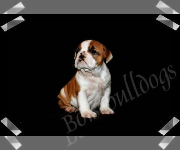 Medium Photo #1 Bulldog Puppy For Sale in BOISE, ID, USA