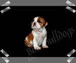 Small Photo #1 Bulldog Puppy For Sale in BOISE, ID, USA