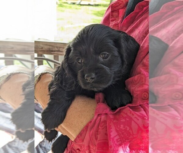 Medium Photo #22 Cock-A-Poo Puppy For Sale in SALEM, MO, USA