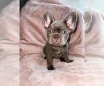 Small #2 French Bulldog