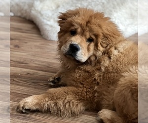 Father of the Chow Chow puppies born on 10/29/2024
