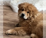 Small Photo #1 Chow Chow Puppy For Sale in WILLIAMSBURG, MI, USA