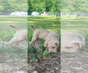 American Pit Bull Terrier Puppy for sale in HERSEY, MI, USA