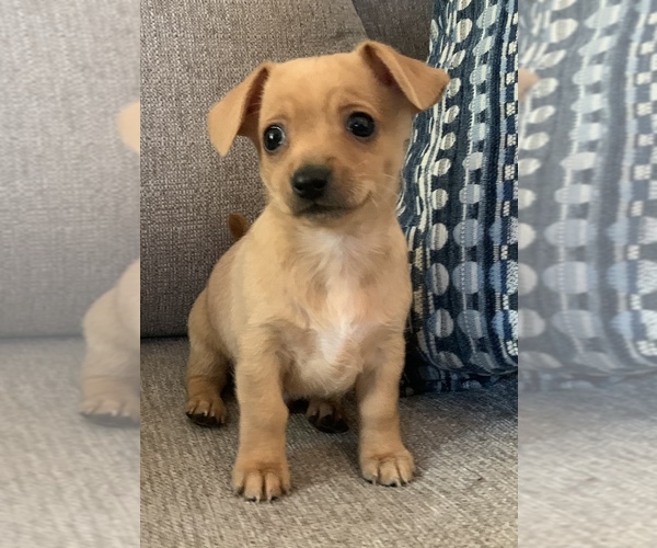 Medium Photo #14 Chiweenie Puppy For Sale in CLOVER, SC, USA