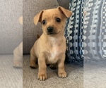 Small Photo #14 Chiweenie Puppy For Sale in CLOVER, SC, USA