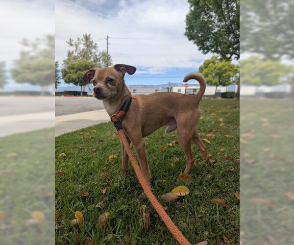Medium Photo #2 Chihuahua Puppy For Sale in Redlands, CA, USA