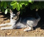 Small Photo #4 Siberian Husky Puppy For Sale in MONROE, WA, USA