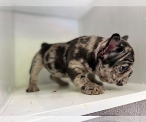French Bulldog Puppy for sale in CERES, CA, USA
