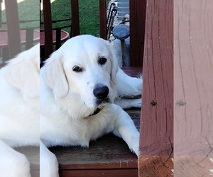 Mother of the English Cream Golden Retriever puppies born on 12/06/2025