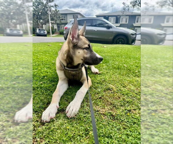Medium Photo #3 German Shepherd Dog-Huskies  Mix Puppy For Sale in San Diego, CA, USA