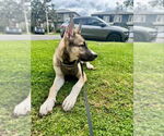 Small #2 German Shepherd Dog-Huskies  Mix