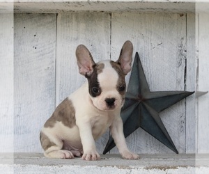 Faux Frenchbo Bulldog Puppy for sale in MILLERSBURG, OH, USA