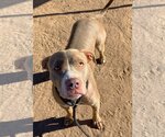 Small Photo #3 American Pit Bull Terrier Puppy For Sale in phoenix, AZ, USA