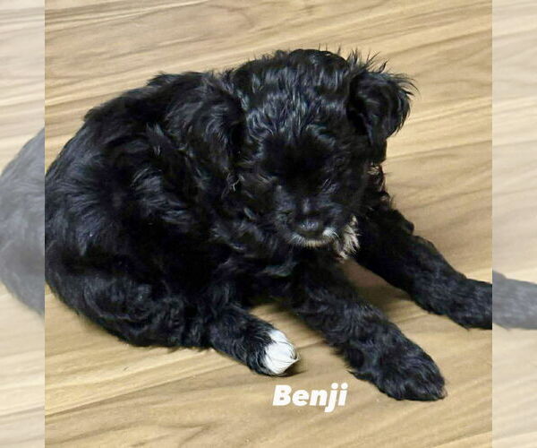 Medium Photo #3 Mutt Puppy For Sale in Spring Lake, NC, USA