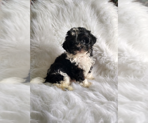 Shih-Poo Puppy for sale in INDIANAPOLIS, IN, USA