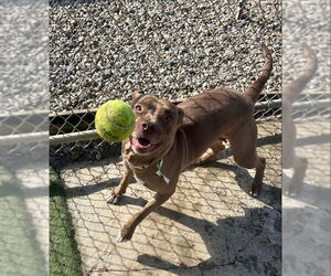 CJ - Female Mutt Dog for Adoption - Photo #4