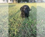 Small #27 Labradoodle