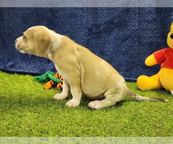 Medium Photo #3 Catahoula Leopard Dog Puppy For Sale in CUMBY, TX, USA
