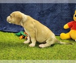 Small #2 Catahoula Leopard Dog