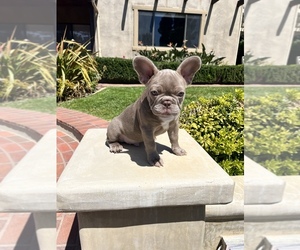 French Bulldog Puppy for sale in BAKERSFIELD, CA, USA