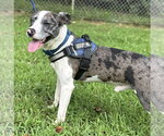 Small #2 Catahoula Leopard Dog