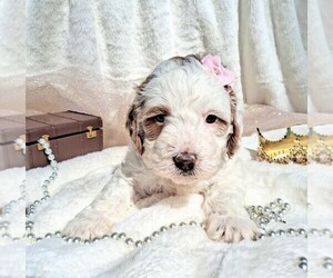Medium Goldendoodle (Miniature)