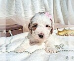 Puppy Aurora Goldendoodle (Miniature)