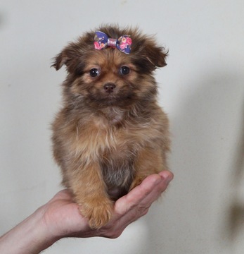 Medium Photo #3 Zuchon Puppy For Sale in WARSAW, IN, USA