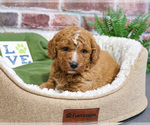 Image preview for Ad Listing. Nickname: Fluffy