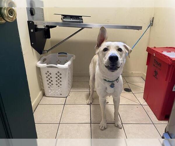 Medium Photo #1 Labrador Retriever-Unknown Mix Puppy For Sale in Pasadena, CA, USA