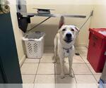 Small Labrador Retriever Mix