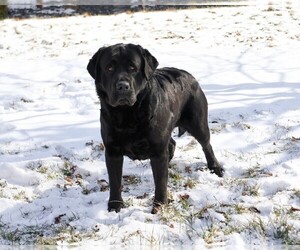 Father of the Labrador Retriever puppies born on 07/04/2026