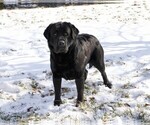 Small Photo #1 Labrador Retriever Puppy For Sale in SYRACUSE, IN, USA
