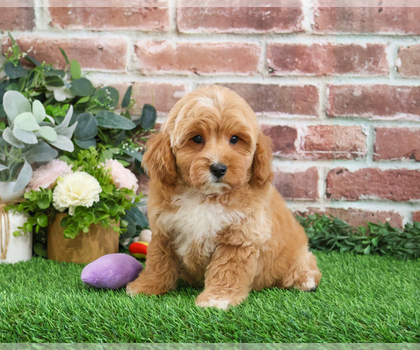 Medium Photo #12 Goldendoodle mix (+ Poodle Miniature) Puppy For Sale in SYRACUSE, IN, USA