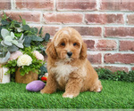 Small #11 Goldendoodle mix (+ Poodle Miniature)