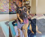 Small Photo #9 German Shepherd Dog-Mastiff Mix Puppy For Sale in Temecula, CA, USA