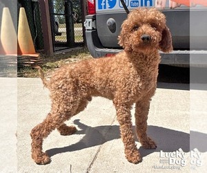 Mutt Dogs for adoption in Washington, DC, USA