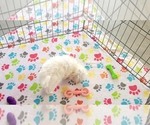 Small #12 Maltipoo (Toy)