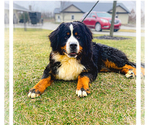 Small Photo #1 Bernese Mountain Dog Puppy For Sale in MIDDLEBURY, IN, USA