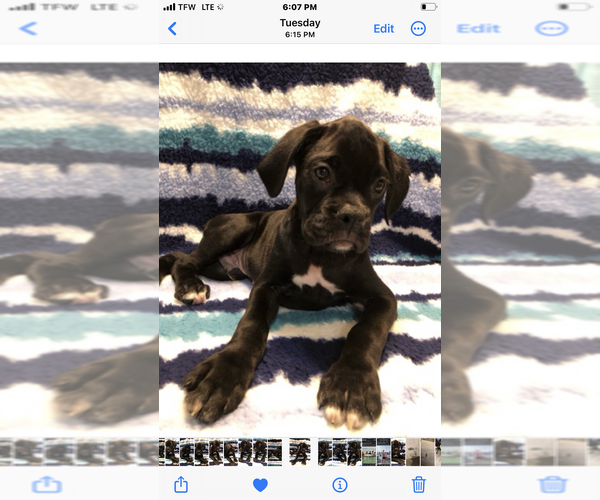 Medium Photo #1 Boxer Puppy For Sale in MILTON, FL, USA