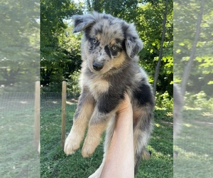 Australian Shepherd-German Shepherd Dog Mix Puppy for sale in BERRIEN SPRINGS, MI, USA