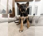 Small German Shepherd Dog
