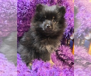 Pomeranian Puppy for sale in SPOTSYLVANIA, VA, USA
