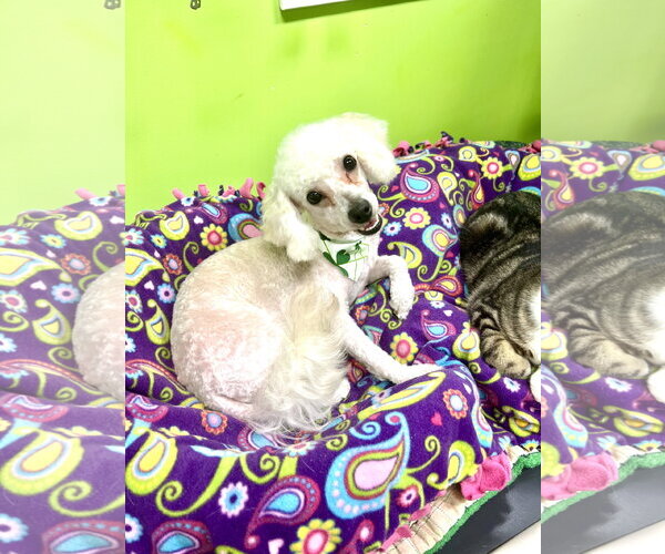 Medium Photo #2 Poochon Puppy For Sale in Estherville, IA, USA