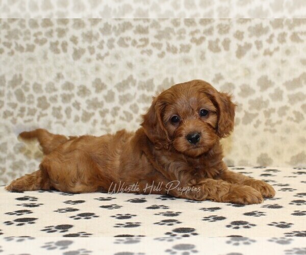 Medium Photo #2 Cavapoo Puppy For Sale in DENVER, PA, USA