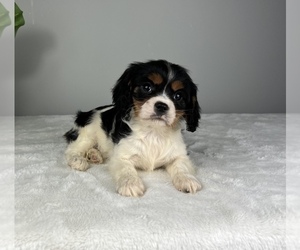 Cavalier King Charles Spaniel Puppy for sale in FRANKLIN, IN, USA