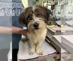 Small Shih Apso