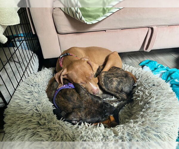 Medium Photo #14 Mutt Puppy For Sale in Philadelphia, PA, USA