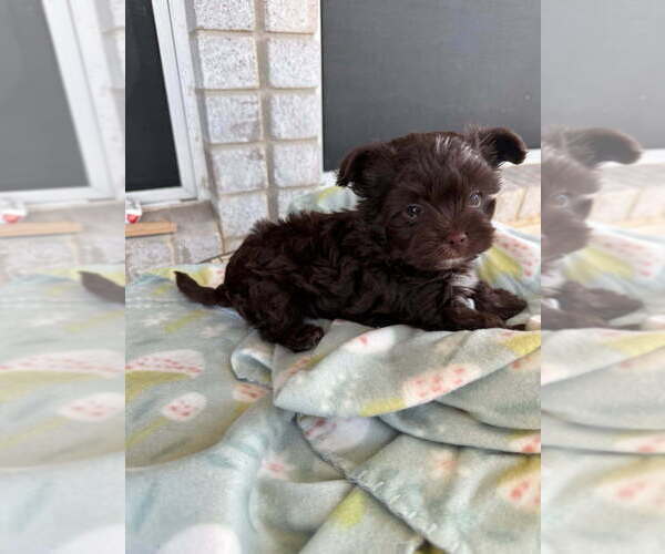 Medium Photo #3 Yorkshire Terrier Puppy For Sale in SCHERTZ, TX, USA